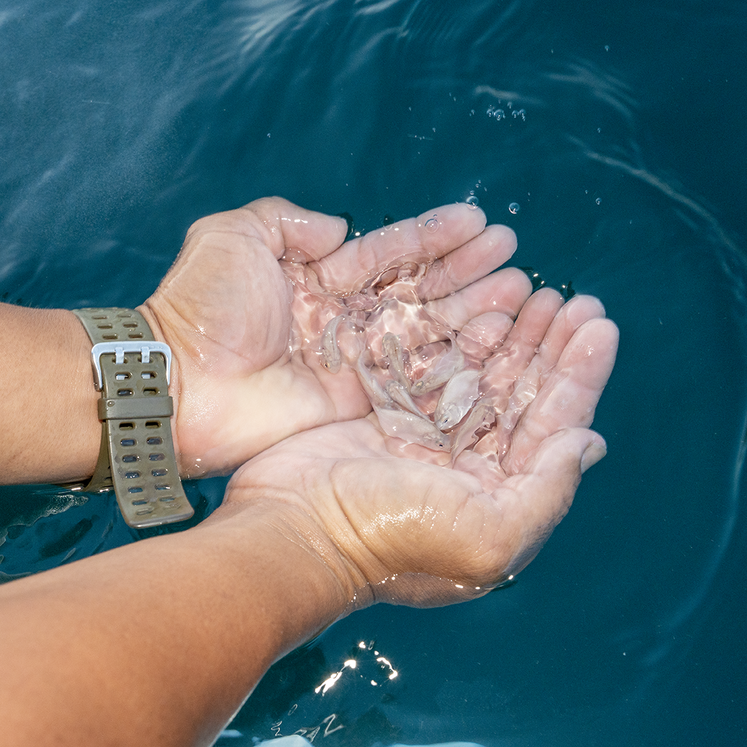 Fish Release Initiative